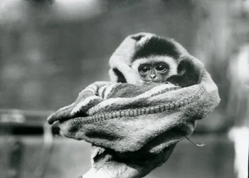 1922年6月、ロンドン動物園で毛布に包まれ片手に抱かれた赤ちゃんテナガザル